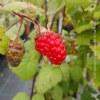 Mora 'Tayberry'
