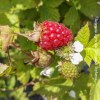 Mora 'Tayberry'