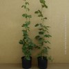 Mora 'Tayberry'