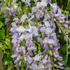 Glicine 'Amethyst'