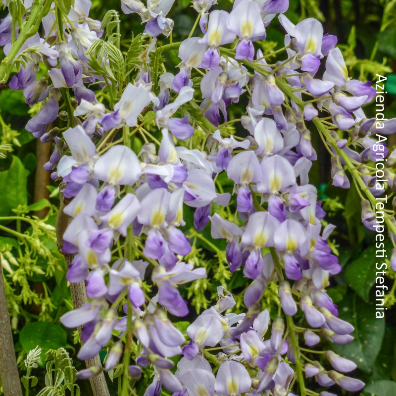 Glicine 'Amethyst'