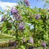 Glicine 'Frutescens'