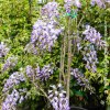 Glicine 'Ito Koku Riu'