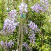 Glicine 'Ito Koku Riu'