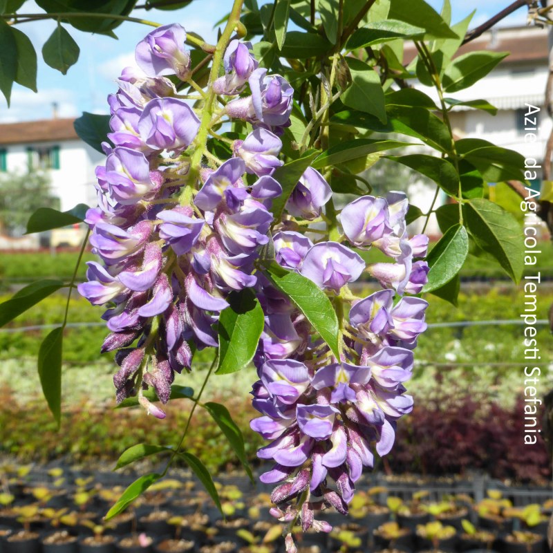 Glicine 'Frutescens'