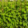 Kiwi Actinidia Deliciosa