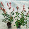 Photinia Compacta Carrè Rouge