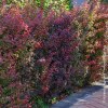 Berberis Thumbergii Atropurpurea