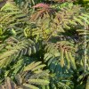 Albizia