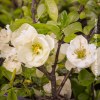 Chaenomeles Speciosa Kinshiden