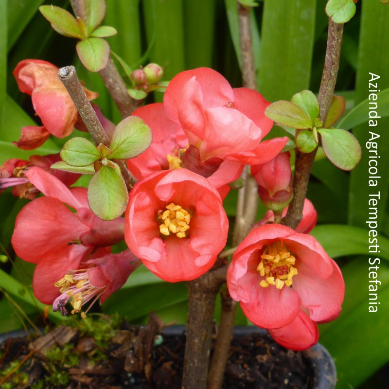 Chaenomeles Speciosa Friesdorfer