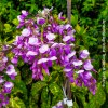 Glicine 'Iko Yama Fuji'