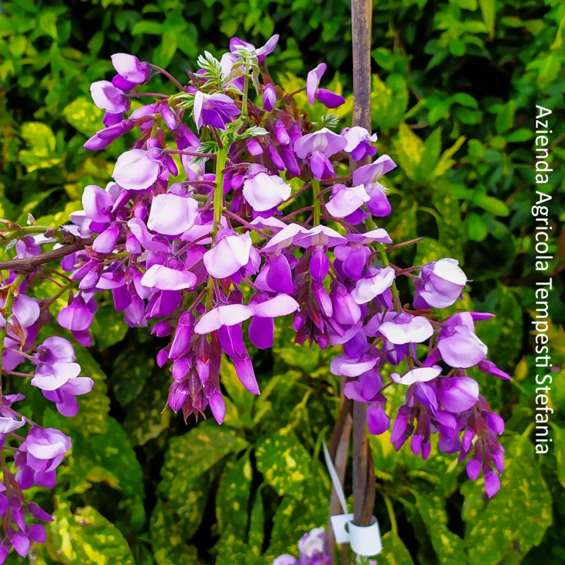 Glicine 'Iko Yama Fuji'