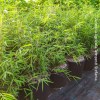 Bambu Fargesia Angustissima