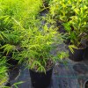 Bambu Fargesia Angustissima