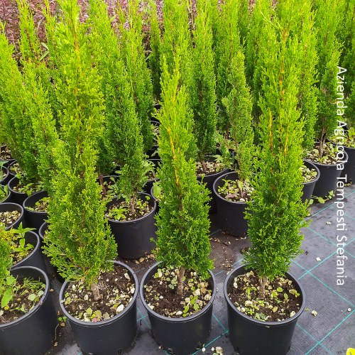 Cupressus Sempervirens Totem - altezza 60-80 cm, vaso 18