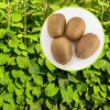 Kiwi Actinidia Deliciosa
