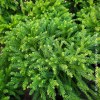 Cryptomeria japonica Globosa Nana