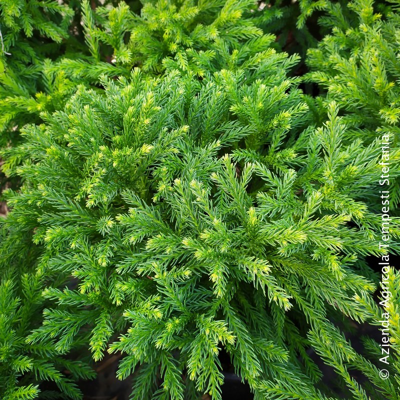 Cryptomeria japonica Globosa Nana