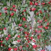 Cotoneaster Salicifolius repens