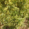 Euonymus Variegato Bravo