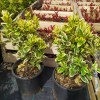 Euonymus Variegato Bravo