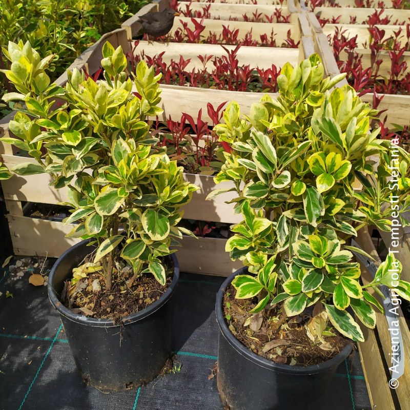 Euonymus Variegato Bravo