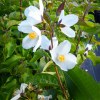 philadelphus starbright