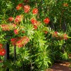 Callistemon Laevis