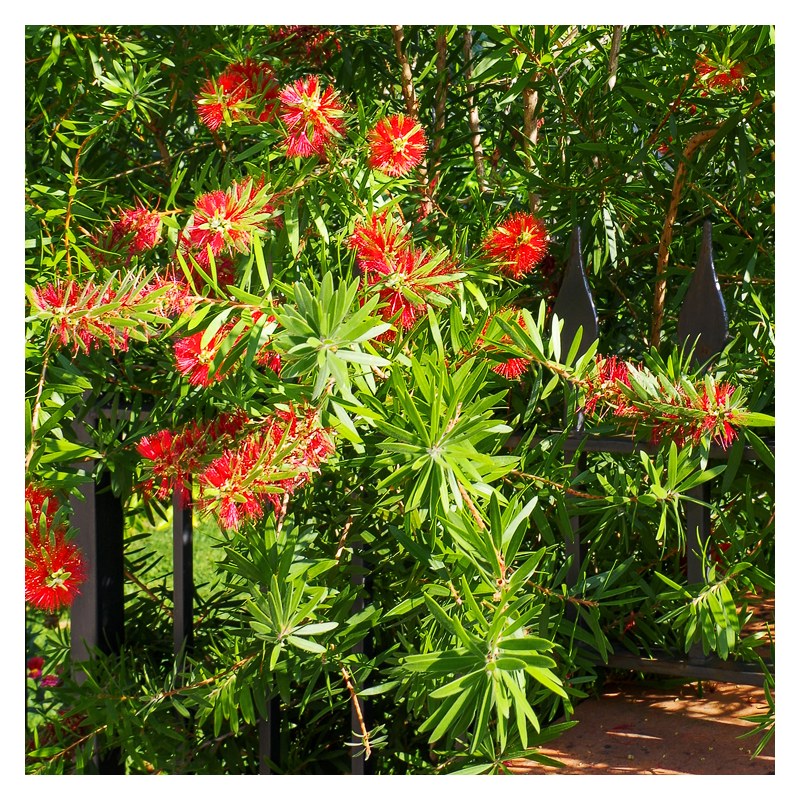 Callistemon Laevis