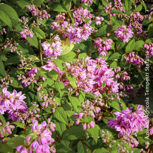 Deutzia Touirbillon Rouge - altezza 40-60 cm, vaso 16