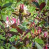 Lonicera Japonica var. Chinensis