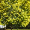 Mimosa - Acacia Dealbata