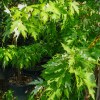 Acer saccharinum