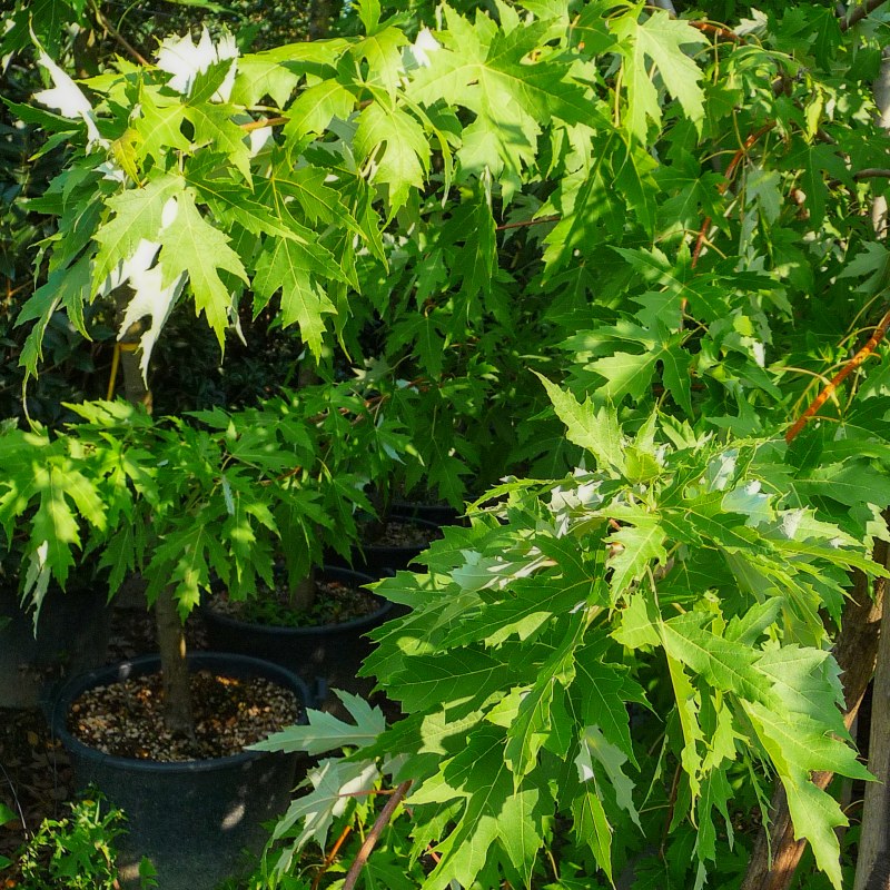 Acer saccharinum