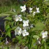 Philadelphus Coronarius