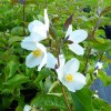 Philadelphus Coronarius