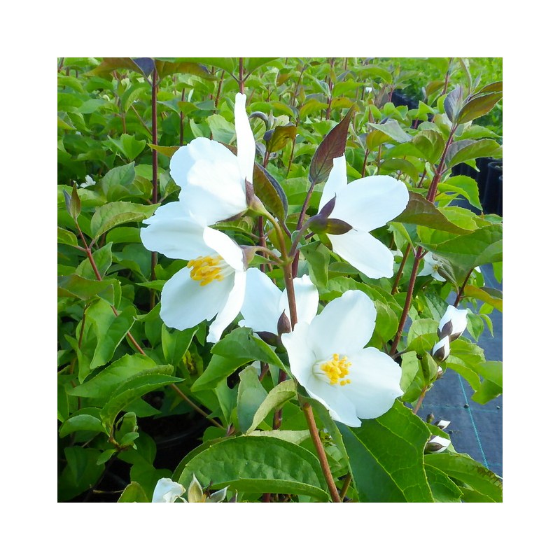 Philadelphus Coronarius