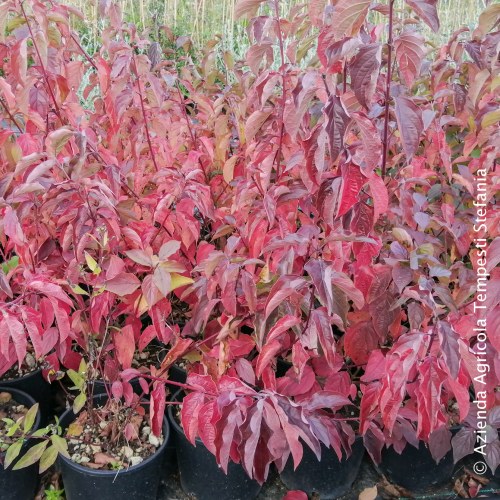 Cornus sanguinea