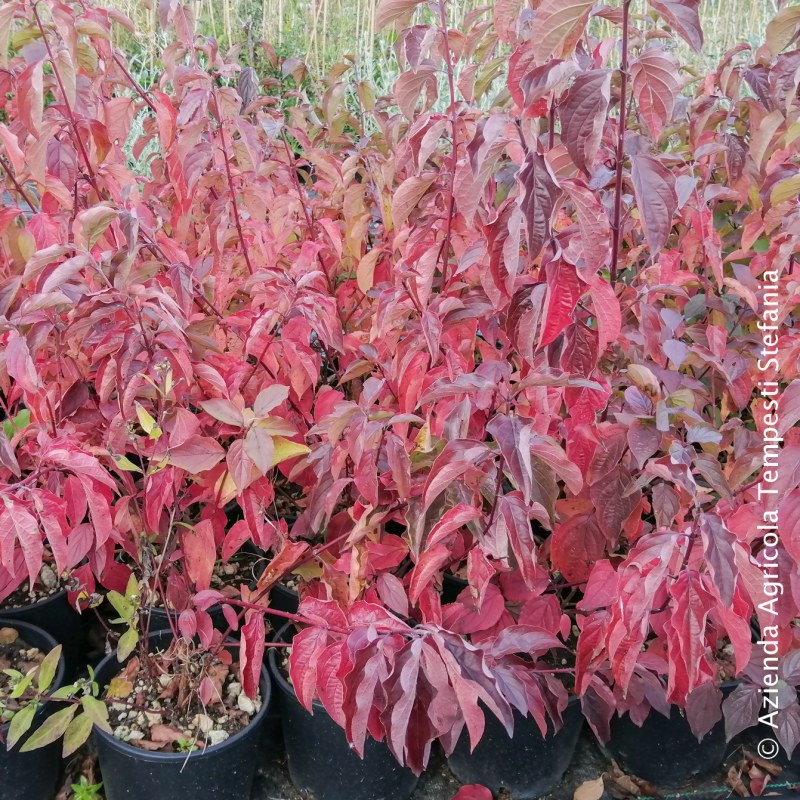 Cornus sanguinea