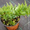 Juniperus Old Gold