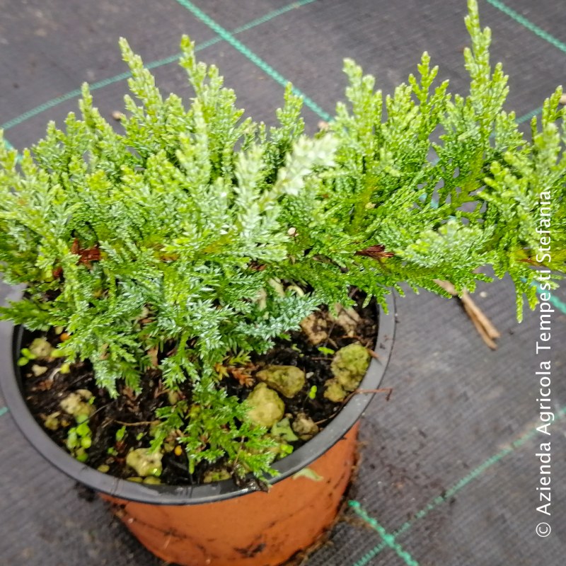 Juniperus Old Gold