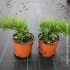 Juniperus Old Gold
