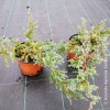Juniperus Blue Carpet