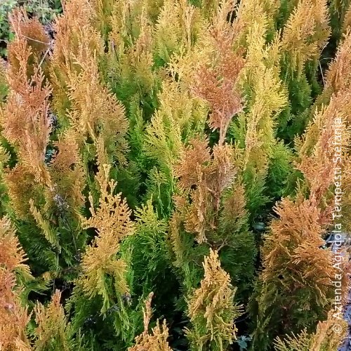 Thuja pyramidalis aurea