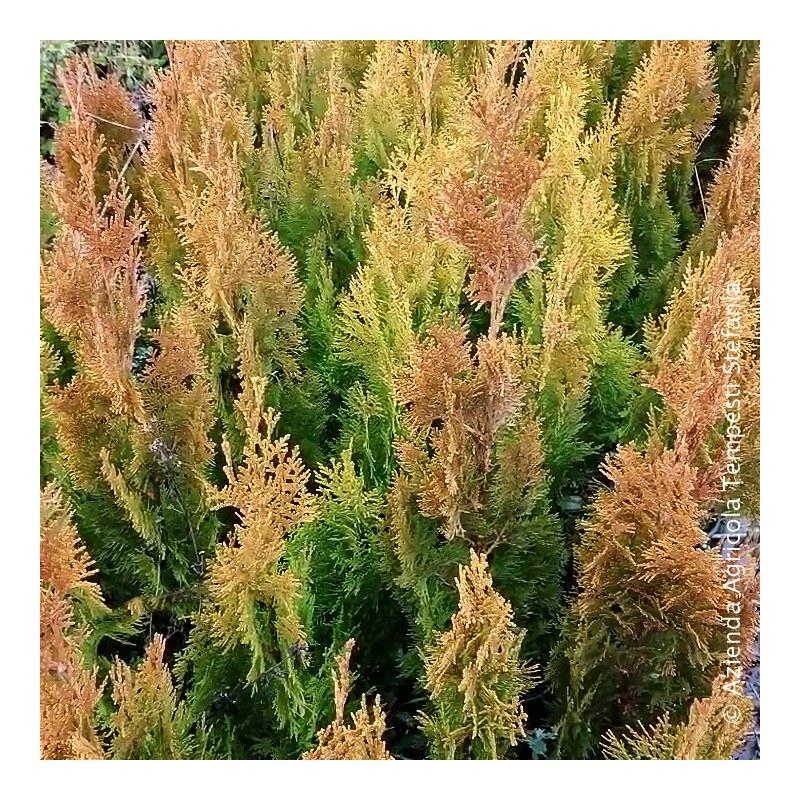 Thuja pyramidalis aurea