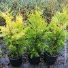 Cupressocyparis leylandii Gold Rider