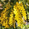 Mimosa - Acacia Dealbata