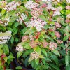 Viburnum Tinus