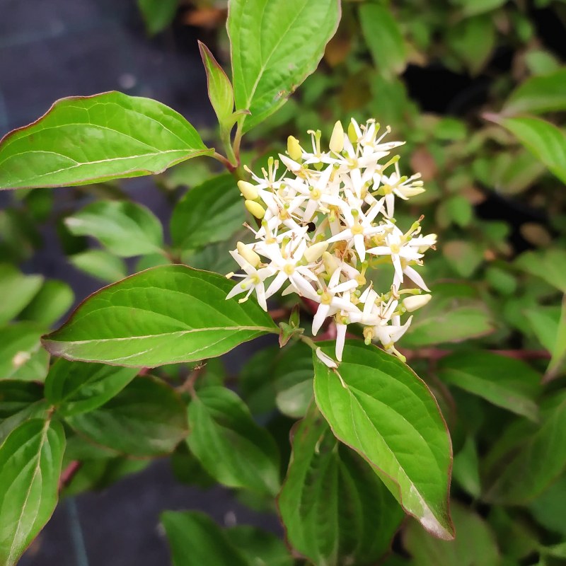 cornus alba baton rouge